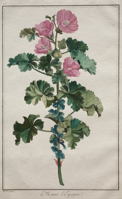 二十四种植物和花卉集：锦葵 作者 德塞维