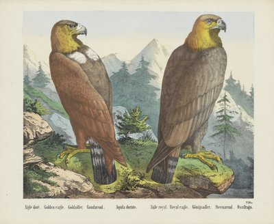 金鹰 / Goldadler / Goudarend / Aquila dorato / Royal eagle / Königsadler / Steenarend / Ossifrago（物名） 作者 无名氏