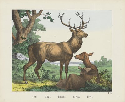 瑟夫/ Stag./ Hirsch. / Cervo./ 鹿（物品上的标题） 作者 无名氏