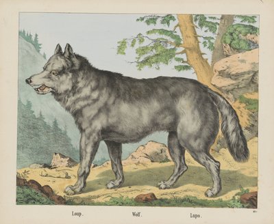 Loup./ 狼。/ Lupo（物品上的标题） 作者 无名氏