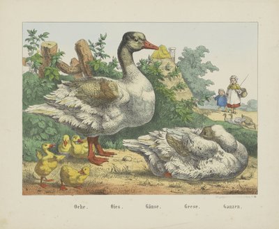 Oche./ Oies./ Gänse./ Geese./鹅（物体上的标题） 作者 无名氏