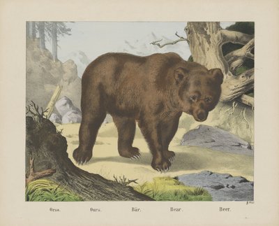 Orso./ Ours./ Bär./ Bear./ 啤酒（物品上的名称） 作者 无名氏
