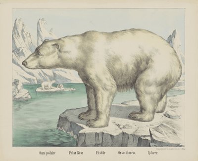 我们的 polaire / 北极熊 / Eisbär / Orso bianco。 / Ijsbeer（对象上的标题） 作者 无名氏