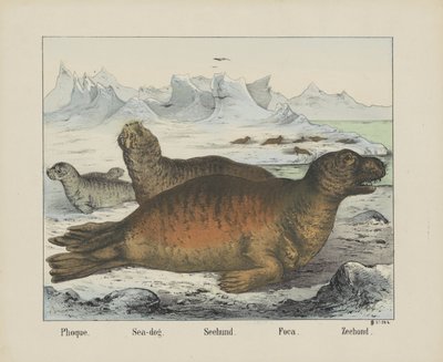 Phoque./ 海狗。/ Seehund./ Foca./ Zeehond（物名） 作者 无名氏