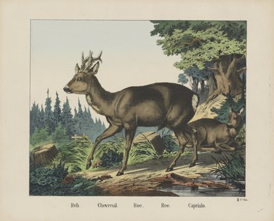 Reh. / Deer./Roe./Ree./Capriulo（物品上的标题） 作者 无名氏