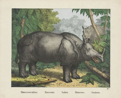 Rhinocereros indicus./ Rhinoceronte./ Nashorn。/ 犀牛。/ Rhinoceros. 作者 无名氏