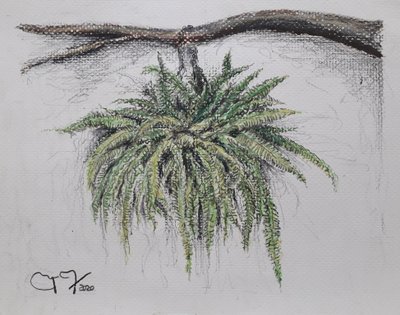 观赏植物 - 蕨类植物 作者 miguelmendez_art.ve