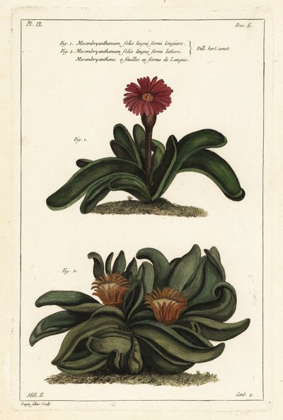 麋鹿植物， Rhombophyllum dolabriforme (Hatchet-leaved fig marigold, Mesembryanthemum dolabriforme) 作者 小杜平