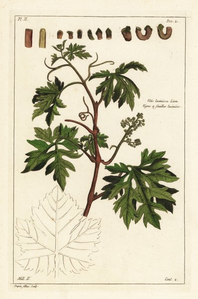 葡萄藤上的叶子和发芽的葡萄，Vitis vinifera 作者 小杜平