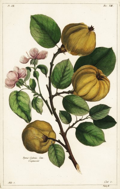 榅桲树和水果，Cydonia oblonga Pyrus cydonia, Linn 作者 小杜平