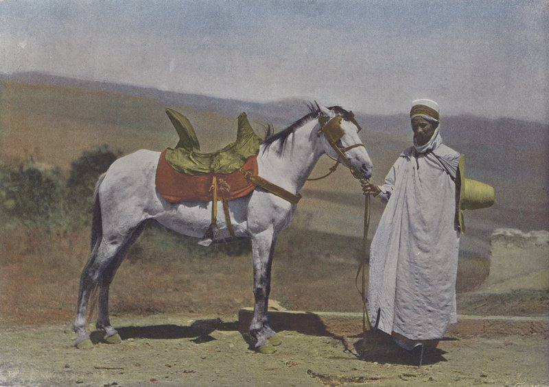 Le Cheval arabe（彩色照片）。 作者 （之后）法国摄影师