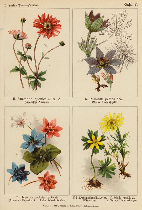 Anemone Japonica、Pulsatilla Patens、Hepatica Nobilis、Eranthis Hiemalis、Adonis Vernalis（彩色石版画） 作者 （之后）德国学校