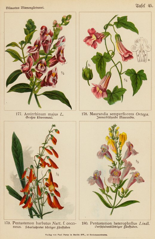 Antirrhinum Majus、Maurandia Semperflorens、Pentastemon Barbatus、Pentastemon Heterophyllus（彩色石版画） 作者 （之后）德国学校