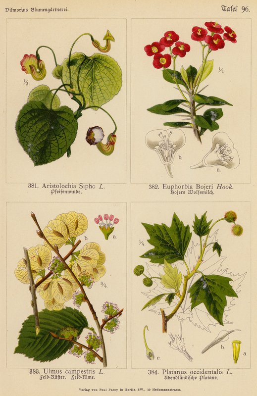 马兜铃（Aristolochia Sipho）、大戟（Euphorbia Bojeri）、榆树（Ulmus Campestris）、桔梗（Platanus Occidentalis）（彩色石版画 作者 （之后）德国学校