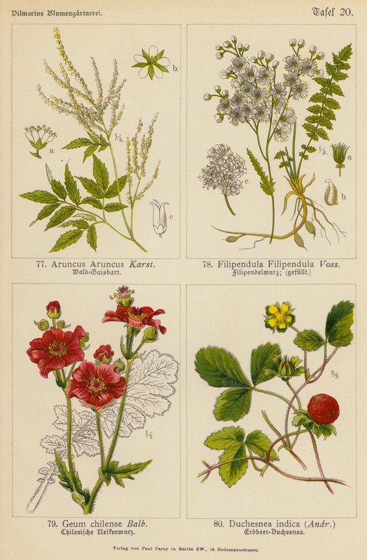 Aruncus Aruncus、Filipendula Filipendula、Geum Chilense、Duchesnea Indica（彩色石版画） 作者 （之后）德国学校