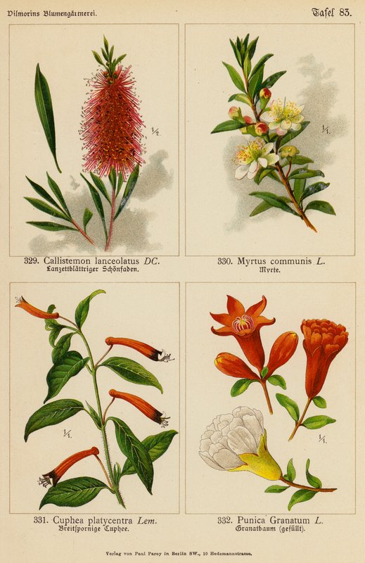 Callistemon Lanceolatus、Myrtus Communis、Cuphea Platycentra、Punica Granatum（彩色石版画） 作者 （之后）德国学校