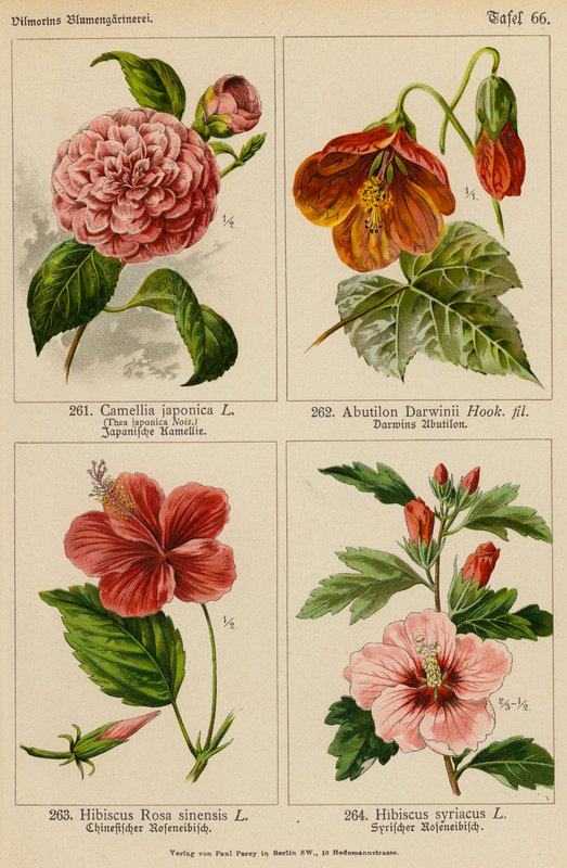 山茶花（Camellia Japonica）、杜鹃花（Abutilon Darwinii）、木槿花（Hibiscus Rosa Sinensis）、木槿花（Hibiscus Syriacus）（彩色石版画 作者 （之后）德国学校