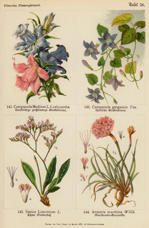 中型金钟罩、金钟罩、Statice Limonium、Armeria Maritima（彩色石版画） 作者 （之后）德国学校