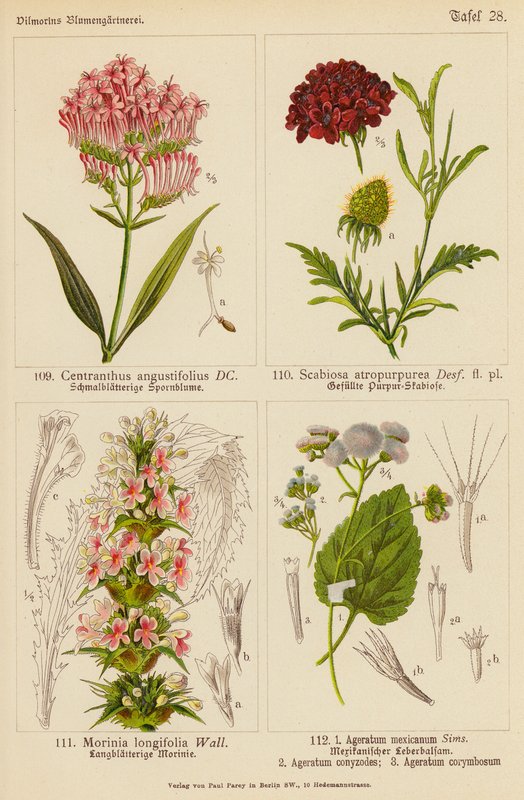 Centranthus Angustifolius, Scabiosa Atropurpurea, Morinia Longifolia, Ageratum Mexicanum, Ageratum Conyzodes, Ageratum Corymbosum (color litho) 作者 （之后）德国学校