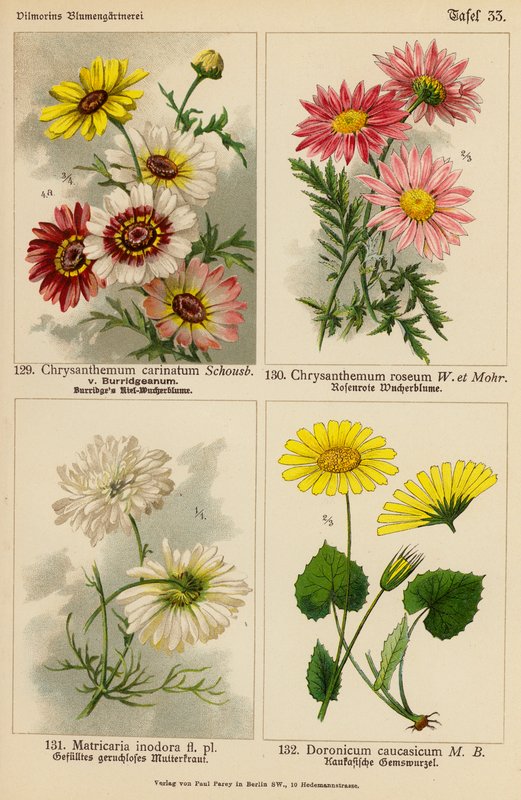 Chrysanthemum Carinatum、Chryshemum Roseum、Matricaria Inodora、Doronicum Caucasicum（彩色石版画） 作者 （之后）德国学校