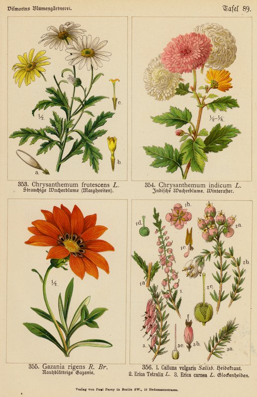 Chrysanthemum Frutescens, Chryshemum Indicum, Gazania Rigens, Calluna Vulgaris, Erica Tetralix, Erica Carnea (color litho) 作者 （之后）德国学校