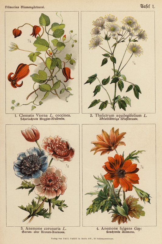 Clematis Viorna、Thalictrum Aquilegifolium、Anemone Coronaria、Anemone Fulgens（彩色石版画） 作者 （之后）德国学校