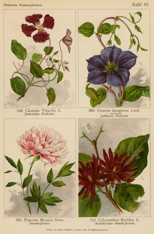 Clematis Viticella、Clematis Lanuginosa、Paeonia Moutan Sims、Calycanthus Floridus（彩色石版画） 作者 （之后）德国学校