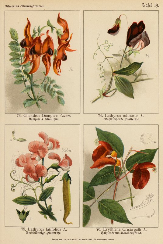 Clianthus Dampieri、Lathyrus Odoratus、Lathyrus Latifolius、Erythrina Crista-galli（彩色石版画） 作者 （之后）德国学校