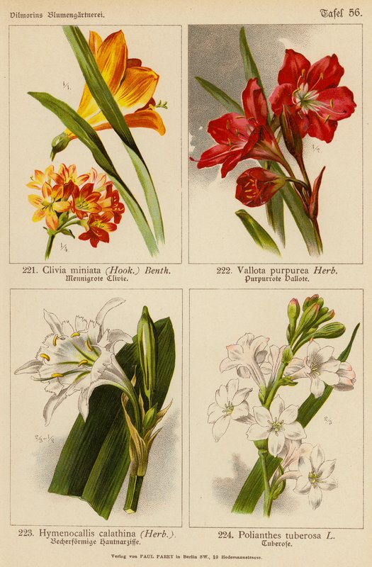 Clivia Miniata、Vallota Purpurea、Hymenocallis Calathina、Polianthes Tuberosa（彩色石版画） 作者 （之后）德国学校