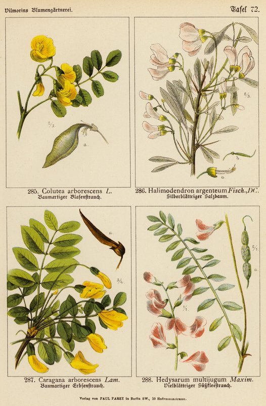 Colutea Arborescens、Halimodendron Argenteum、Caragana Arborescens、Hedysarum Multijugum（彩色石版画） 作者 （之后）德国学校