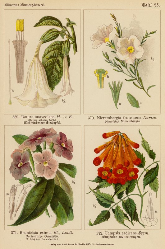 Datura Suaveolens, Nierembergia Frutescens, Brunfelsia Eximia, Campsis Radicans (colour litho) 作者 （之后）德国学校