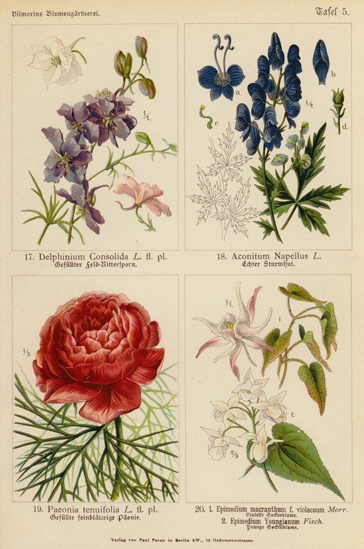 Delphinium Consolida, Aconitum Napellus, Paeonia Tenuifolia, Epimedium Macranthum F Violaceum, Epimedium Youngianum (color litho) 作者 （之后）德国学校