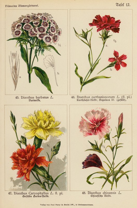 石竹 Barbatus、石竹 Carthusianorum、石竹 Caryophyllus、石竹 Chinensis（彩色石版画） 作者 （之后）德国学校