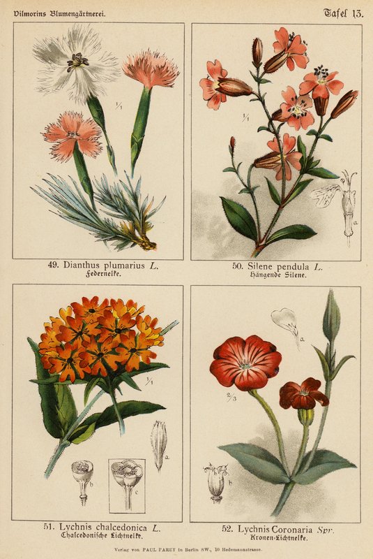 石竹（Dianthus Plumarius）、茜草（Silene Pendula）、马钱子（Lychnis Chalcedonica）、马钱子（Lychnis Coronaria）（彩色石版画 作者 （之后）德国学校