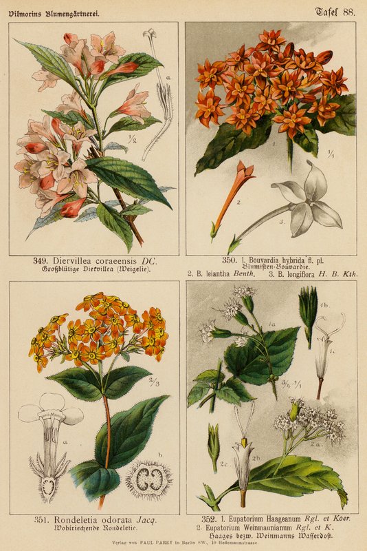 Diervillea Coraeensis、Bouvardia Hybrida、Bouvardia Leiantha、Bouvardia Longiflora、Rondeletia Odorata、Eupatorium Haageanum、Eupatorium Weinmaunianum（彩色石版）。 作者 （之后）德国学校