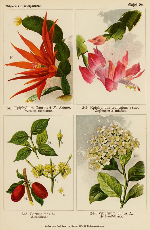 Epiphyllum Gaertneri、Epiphyllum Truncatum、Cornus Mas、Viburnum Tinus（彩色石版画） 作者 （之后）德国学校