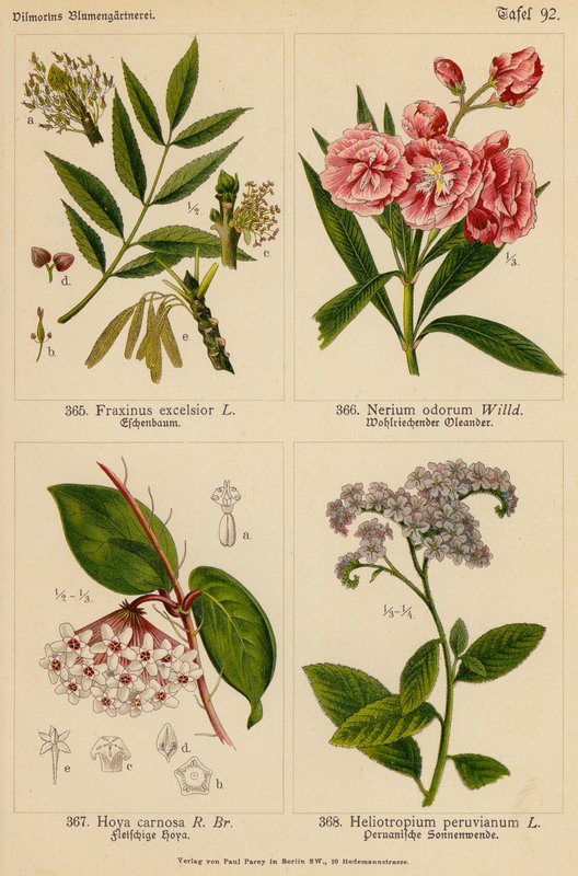 Fraxinus Excelsior、Nerium Odorum、Hoya Carnosa、Heliotropium Peruvianum（彩色石版画） 作者 （之后）德国学校