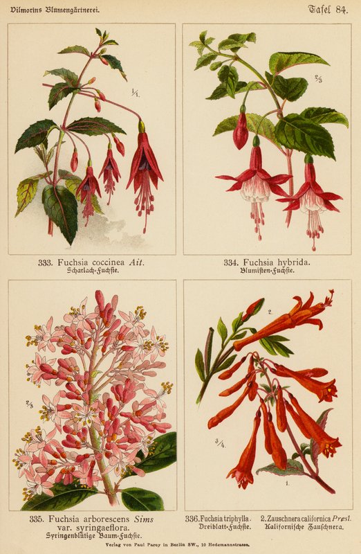 Fuchsia Coccinea, Fuchsia Hybrida, Fuchsia Arborescens, Fuchsia Triphylla, Zauschnera Californica (color litho) 作者 （之后）德国学校