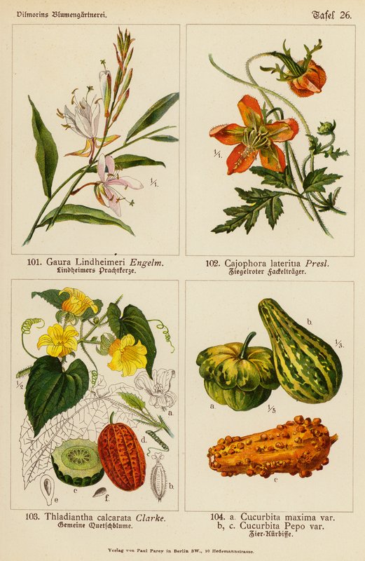 Gaura Lindheimeri、Cajophora Lateritia、Thladiantha Calcarata、Cucurbita Maxima、Cucurbita Pepo（彩色石版画） 作者 （之后）德国学校