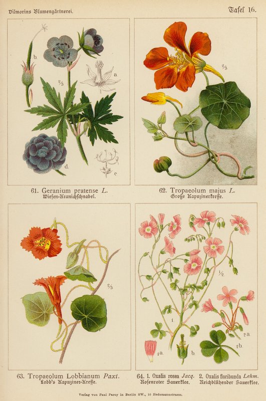 天竺葵（Geranium Pratense）、天竺葵（Tropaeolum Majus）、天竺葵（Tropaeolum Lobbianum）、酢浆草（Oxalis Rosea）、酢浆草（Oxalis Floribunda）（彩色石版画 作者 （之后）德国学校