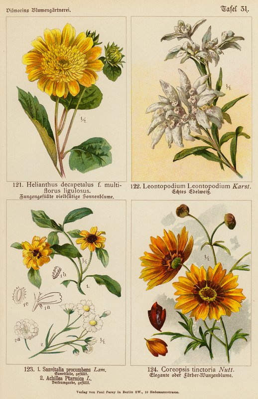 Helianthus Decapetalus、Leontopodium Leontopodium、Sanvitalia Procumbens、Achillea Ptarmica、Coreopsis Tinctoria（彩色石版画） 作者 （之后）德国学校