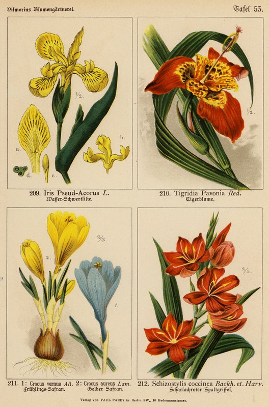 鸢尾花（假鸢尾）、蝶形花（Tigridia Pavonia）、番红花（Crocus Vernus）、番红花（Crocus Aureus）、五味子（Schizostylis Coccinea）（彩色石版画 作者 （之后）德国学校