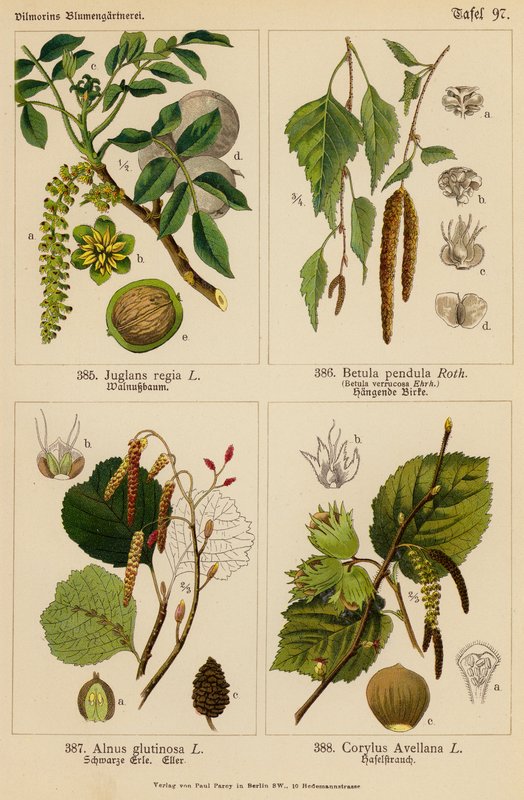 Juglans Regia、Betula Pendula、Alnus Glutinosa、Corylus Avellana（彩色石版画） 作者 （之后）德国学校