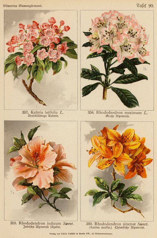 杜鹃花（彩色石版画）、杜鹃花（最大）、杜鹃花（印花）、杜鹃花（绢花 作者 （之后）德国学校