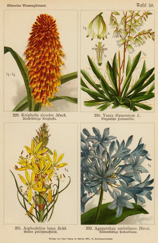 Kniphofia Aloodes、Yucca Filamentosa、Asphodeline Lutea、Agapanthus Umbellatus（彩色石版画） 作者 （之后）德国学校