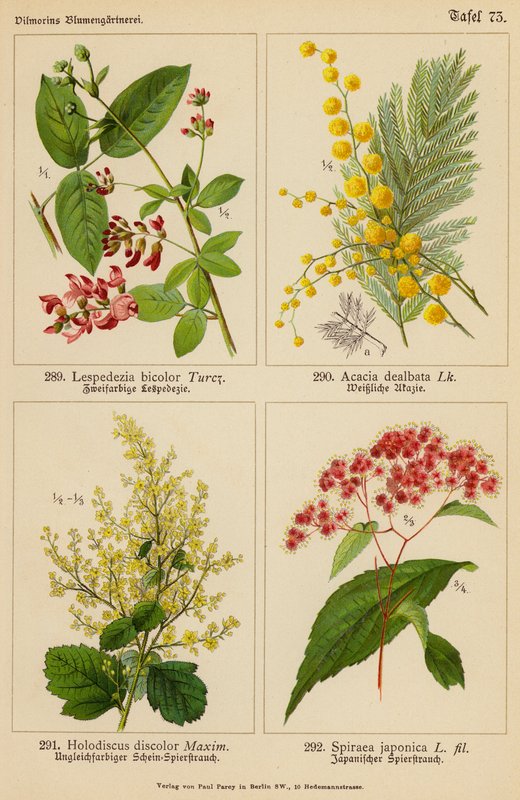 双色鹅掌楸、Dealbata 相思、 Discolor Holodiscus、Spiraea Japonica（彩色石版画） 作者 （之后）德国学校