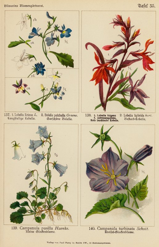 Lobelia Erinus, Bolelia Pulchella, Lobelia Fulgens, Lobelia Hybrida, Campanula Pusilla, Campanula Turbinata (color litho) 作者 （之后）德国学校