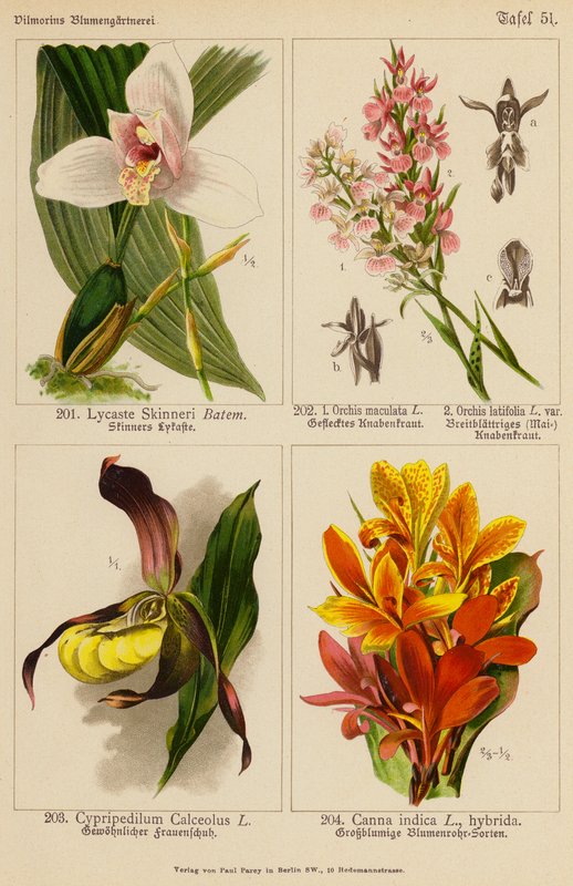 Lycaste Skinneri、Orchis Maculata、Orchis Latifolia、Cypripedilum Calceolus、Canna Indica（彩色石版画） 作者 （之后）德国学校