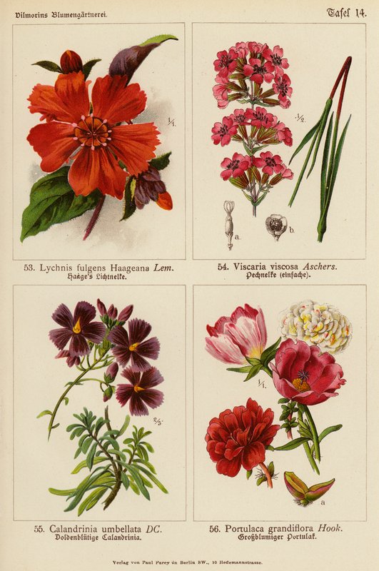 Lychnis Fulgens Haageana、Visccaria Viscosa、Calandrinia Umbellata、马齿苋（彩色石版画） 作者 （之后）德国学校