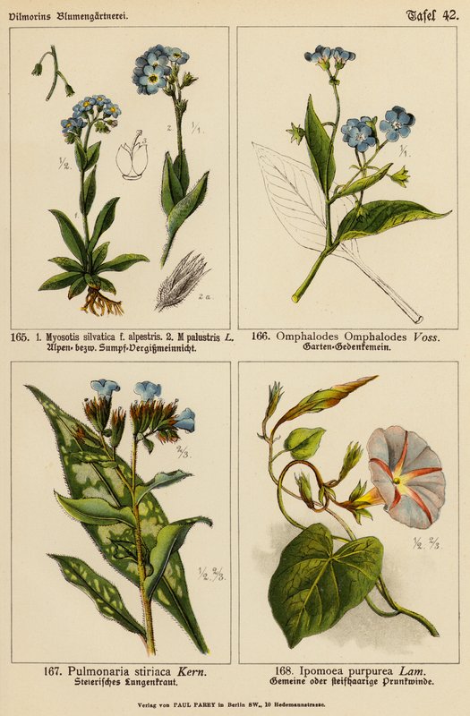 麝香草（Myosotis silvatica）、沼泽麝香草（Myosotis palustris）、鹅掌楸（Omphalodes omphalodes）、麝香草（Pulmonaria stiriaca）、紫花苕（Ipomoea purpurea）（彩色石版）。 作者 （之后）德国学校